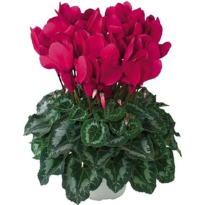 2 Adet Sıklamen Çiçeği Soğanı-Yumrusu Kod 10