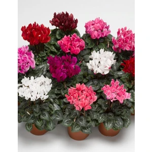 5 Adet Sıklamen Çiçeği Soğanı-Yumrusu Kod 35