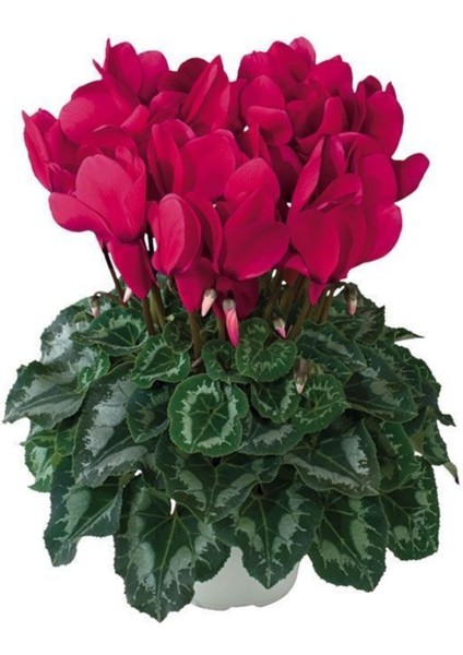 2 Adet Sıklamen Çiçeği Soğanı-Yumrusu Kod 10