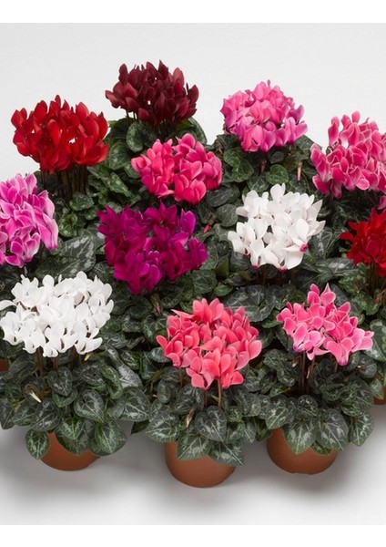 5 Adet Sıklamen Çiçeği Soğanı-Yumrusu Kod 35