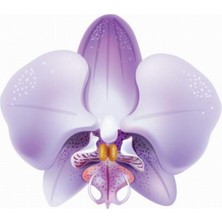 Day 25 Adet Lila Renk Orkide Tohumu + 10 Adet Hollanda Gülü Tohumu