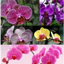 Day 25 Adet Karışık Renk Orkide Tohumu + 10 Adet Hollanda Gülü Tohumu