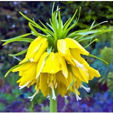 Day 50 Adet Sarı Ters Lale Çiçeği Tohumu ve 10 Adet Gül Çiçek Tohumu