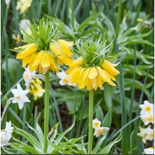 Day 10 Adet Sarı Ters Lale Çiçeği Tohumu ve 10 Adet Gül Çiçek Tohumu