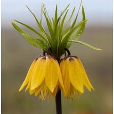 Day 50 Adet Sarı Ters Lale Çiçeği Tohumu ve 10 Adet Gül Çiçek Tohumu