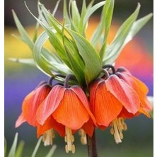 Day 10 Adet Turuncu Ters Lale Çiçeği Tohumu ve 10 Adet Gül Çiçek Tohumu