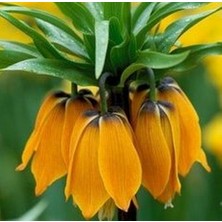 Day 25 Adet Sarı Ters Lale Çiçeği Tohumu ve 10 Adet Gül Çiçek Tohumu