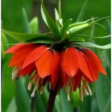 Day 10 Adet Turuncu Ters Lale Çiçeği Tohumu ve 10 Adet Gül Çiçek Tohumu