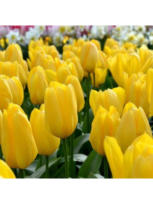 MutluPaket Golden Apeldoorn Altın Sarı Lale Soğanı (5 Adet)
