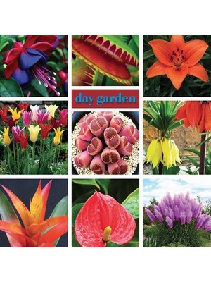 Day 50 Adet Kırmızı Renk Lale Çiçeği Tohumu + 10 Adet Hollanda Gülü Çiçek Tohumu