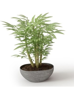 Dükkan Senin Yeşil Bambu Ağacı Tohumu 5'li