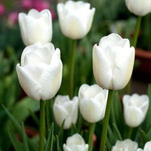 Agrass White Lale Soğanı (5 Adet)
