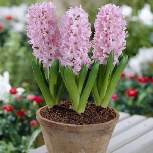 Pembe Surprise Sümbül Soğanı (3 Adet)