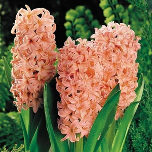 Turuncu Yoğun Kokulu Sümbül Soğanı(3 Adet)