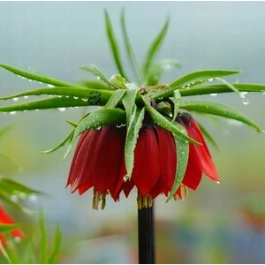 10 Adet Kırmızı Ters Lale Çiçeği Tohumu ve 10 Adet Gül Çiçek Tohumu