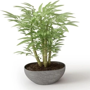 Dükkan Senin Yeşil Bambu Ağacı Tohumu 5'li