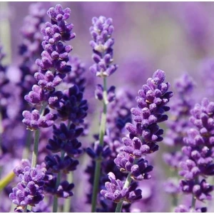 Dükkan Senin Lavanta Çiçeği 100 Tohum