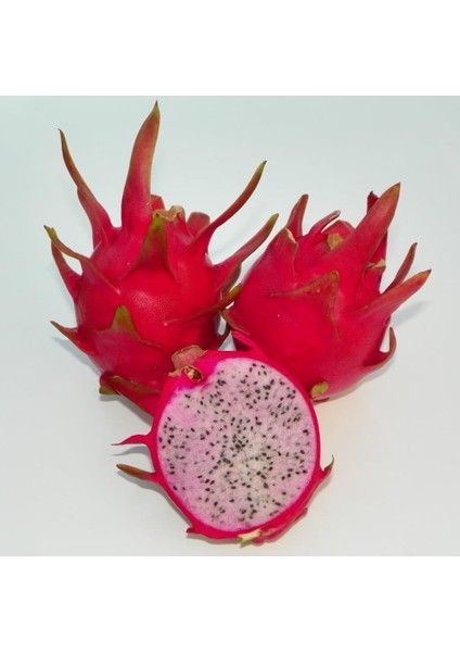 Delight (Özel Tür) Ejder Meyvesi Pitaya Fidanı