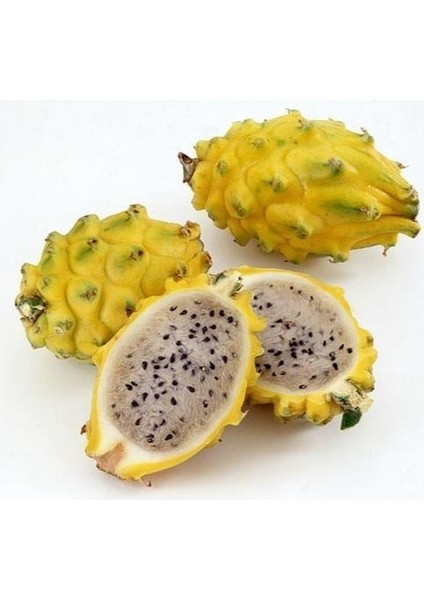 Colombia Yellow Dragon Fruıt (Özel Tür) Ejder Meyvesi Pitaya Fidanı