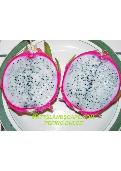Pepino Dulce (Özel Tür) Ejder Meyvesi Pitaya Fidanı