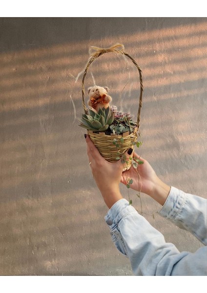 Sukulent Sepeti (Kalp Kalbe Karşı Çiçeği) fiyatları