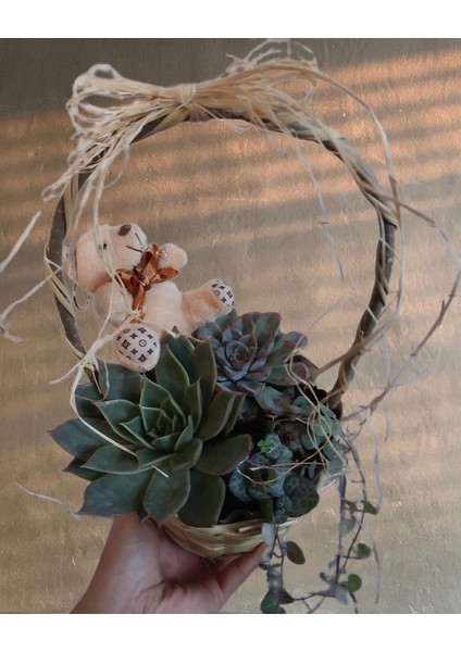 Sukulent Sepeti (Kalp Kalbe Karşı Çiçeği)