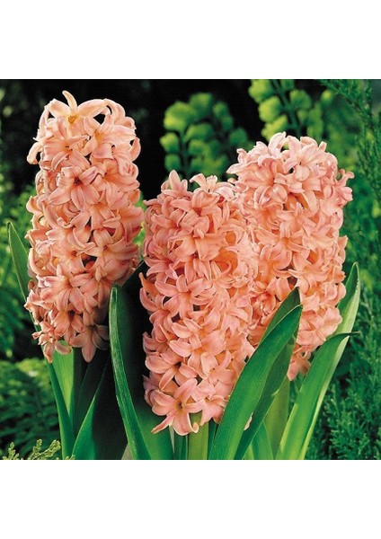 Turuncu Yoğun Kokulu Sümbül Soğanı(3 Adet)