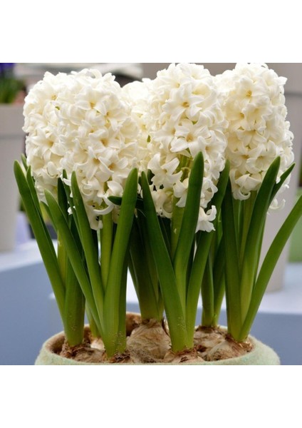 Hyacinthus Carneige Krem Beyaz Sümbül Soğanı (3 Adet)