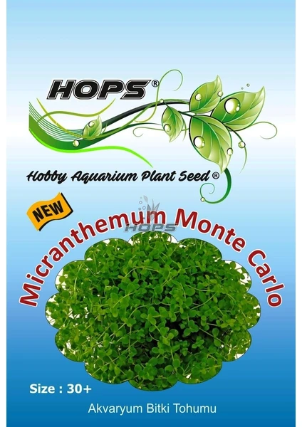 Hops Akvaryum Için Canlı Bitki Tohumu Monte Carlo