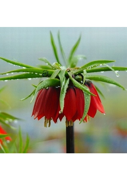 10 Adet Kırmızı Ters Lale Çiçeği Tohumu ve 10 Adet Gül Çiçek Tohumu