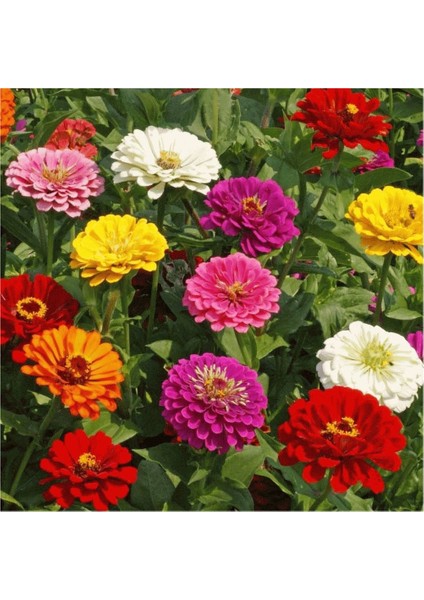 Karışık Beybeğendi Çiçeği Tohumu 5 Tohum Çiçek Tohumu Bey Beğendi Çiçeği fiyatları