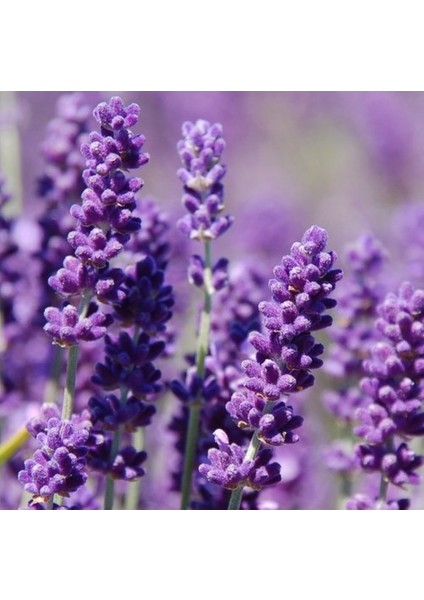 Lavanta Çiçeği 100 Tohum