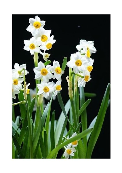 Kokulu Nergis Soğanı 3 Adet