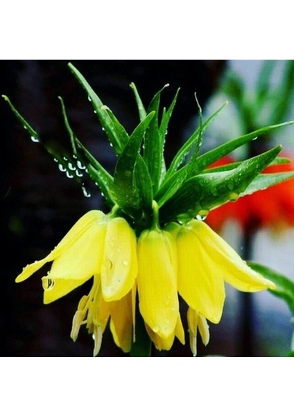 10 Adet Sarı Ters Lale Çiçeği Tohumu ve 10 Adet Gül Çiçek Tohumu