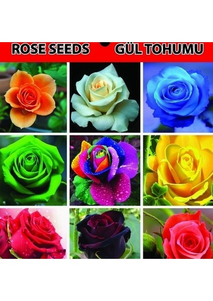 10 Adet Sarı Ters Lale Çiçeği Tohumu ve 10 Adet Gül Çiçek Tohumu