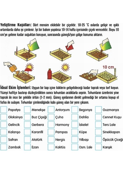 10 Adet Sarı Ters Lale Çiçeği Tohumu ve 10 Adet Gül Çiçek Tohumu