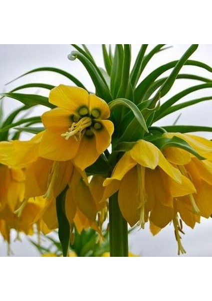 25 Adet Sarı Ters Lale Çiçeği Tohumu ve 10 Adet Gül Çiçek Tohumu