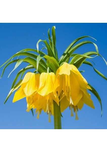 100 Adet Sarı Ters Lale Çiçeği Tohumu ve 10 Adet Gül Çiçek Tohumu