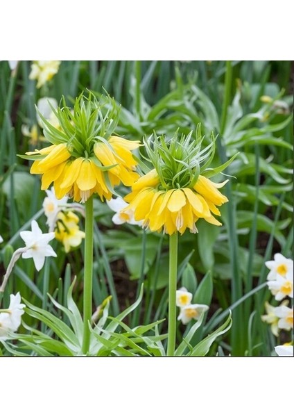 10 Adet Sarı Ters Lale Çiçeği Tohumu ve 10 Adet Gül Çiçek Tohumu