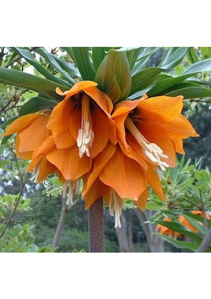 25 Adet Turuncu Ters Lale Çiçeği Tohumu ve 10 Adet Gül Çiçek Tohumu