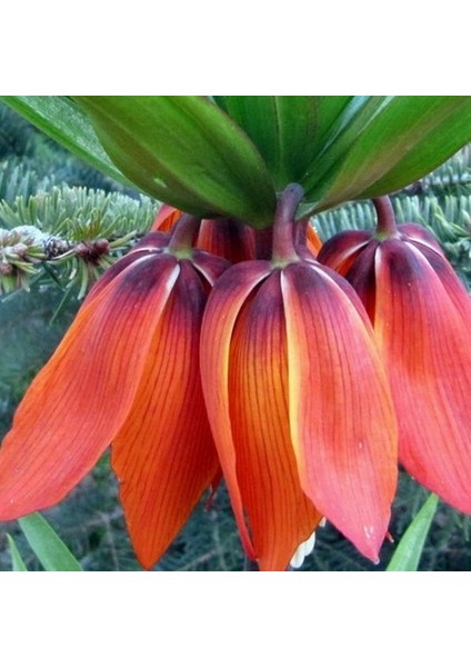 10 Adet Turuncu Ters Lale Çiçeği Tohumu ve 10 Adet Gül Çiçek Tohumu