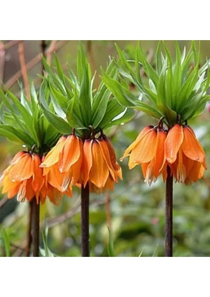 25 Adet Turuncu Ters Lale Çiçeği Tohumu ve 10 Adet Gül Çiçek Tohumu