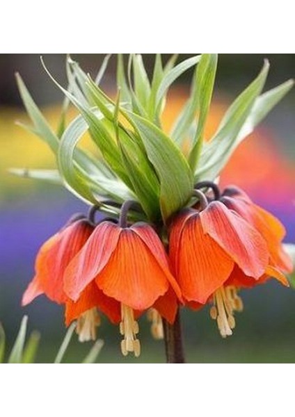 10 Adet Turuncu Ters Lale Çiçeği Tohumu ve 10 Adet Gül Çiçek Tohumu