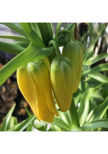 25 Adet Sarı Ters Lale Çiçeği Tohumu ve 10 Adet Gül Çiçek Tohumu