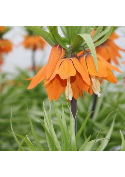 50 Adet Turuncu Ters Lale Çiçeği Tohumu ve 10 Adet Gül Çiçek Tohumu