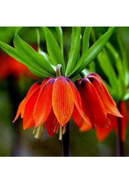 50 Adet Turuncu Ters Lale Çiçeği Tohumu ve 10 Adet Gül Çiçek Tohumu