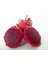 Thai Red (Özel Tür) Ejder Meyvesi Pitaya Fidanı 1