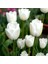 Agrass White Lale Soğanı (5 Adet) 1
