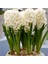 Hyacinthus Carneige Krem Beyaz Sümbül Soğanı (3 Adet) 1
