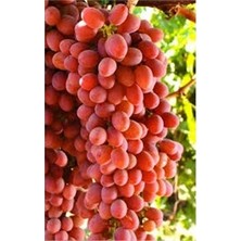 Ucuzluk Diyarı Çekirdeksiz Crimson Seedles Üzüm Fidanı Açık Kök